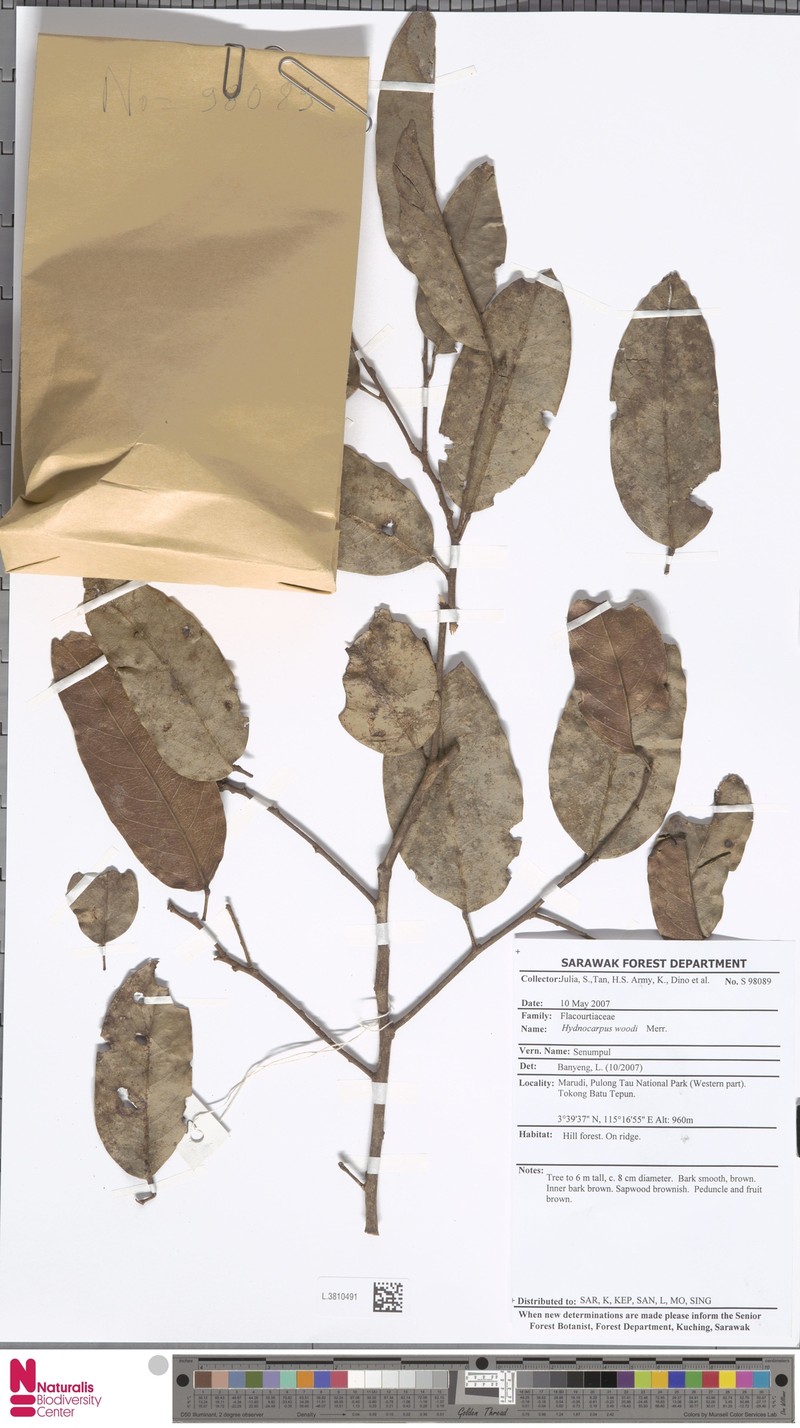 Hydnocarpus woodii photo 2