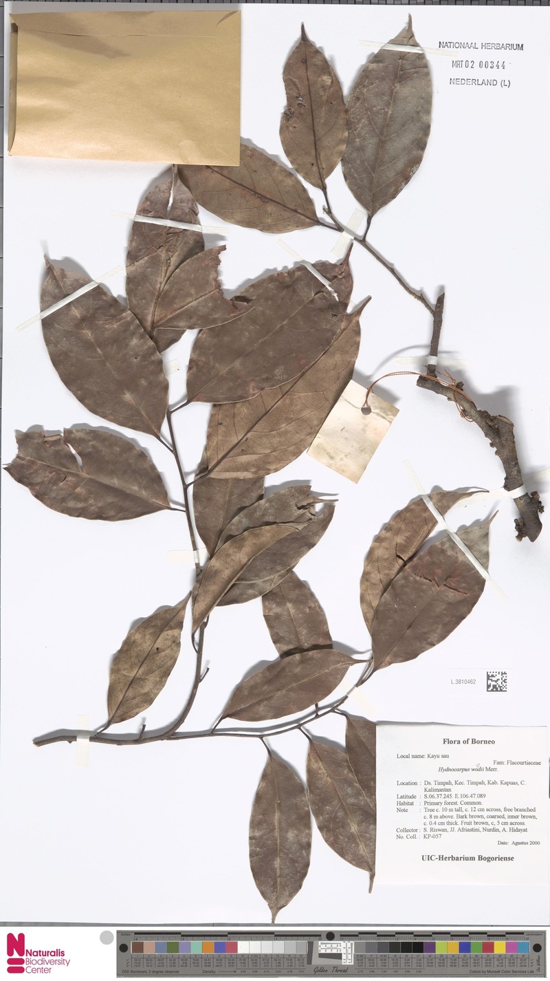 Hydnocarpus woodii photo 3