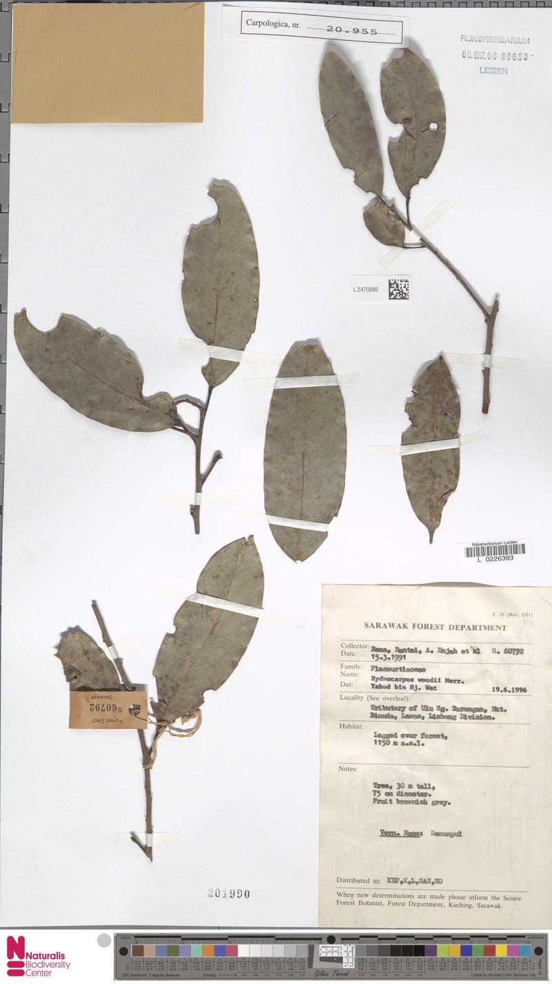 Hydnocarpus woodii photo 4