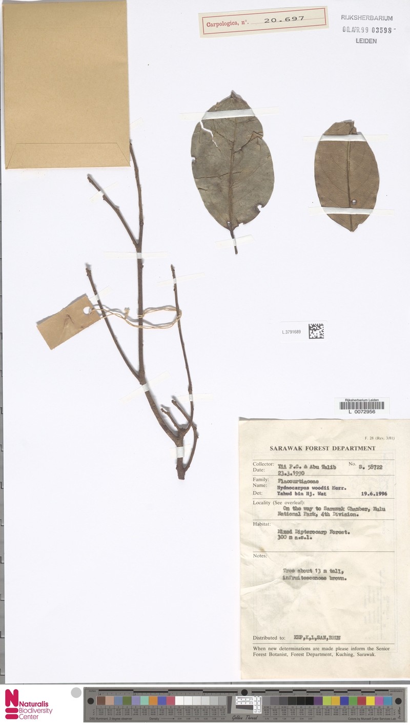 Hydnocarpus woodii photo 5