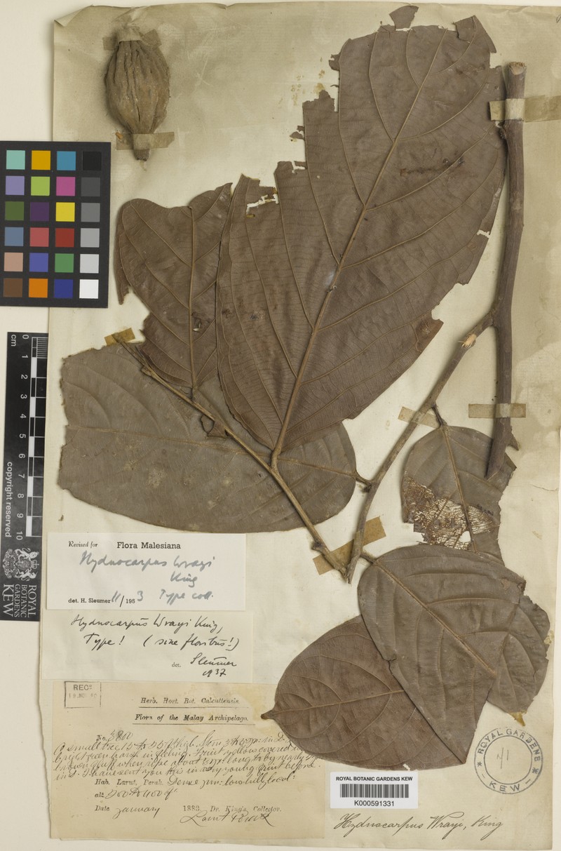 Hydnocarpus wrayi
