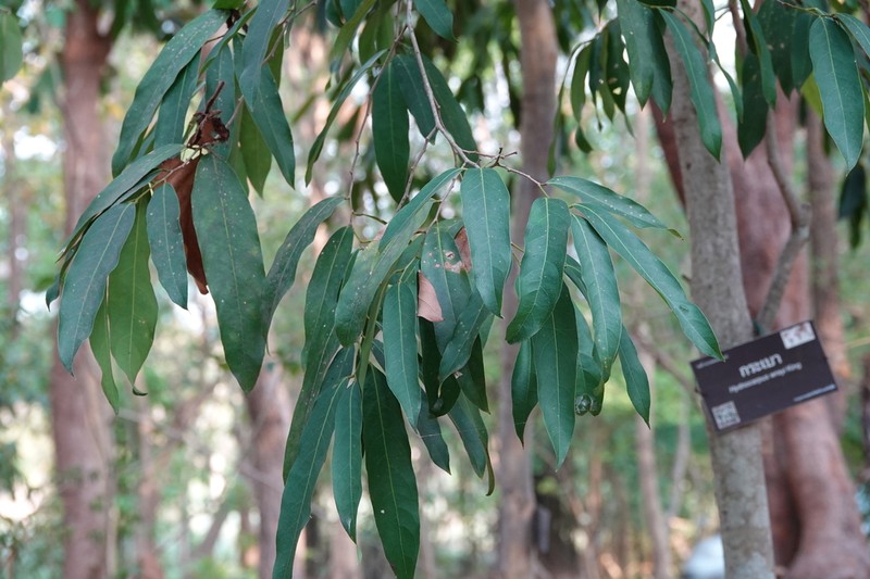 Hydnocarpus wrayi photo 2