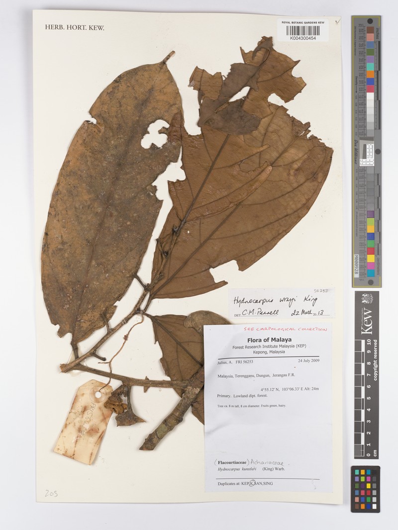 Hydnocarpus wrayi photo 3