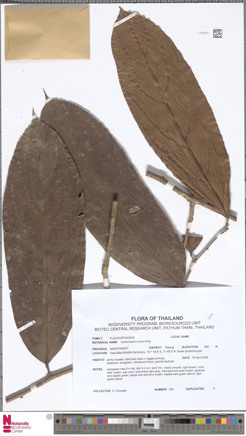 Hydnocarpus wrayi photo 4