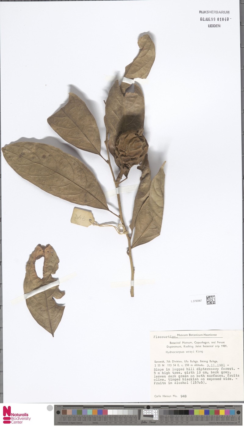 Hydnocarpus wrayi photo 5