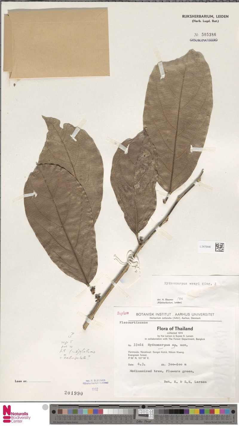 Hydnocarpus wrayi photo 6