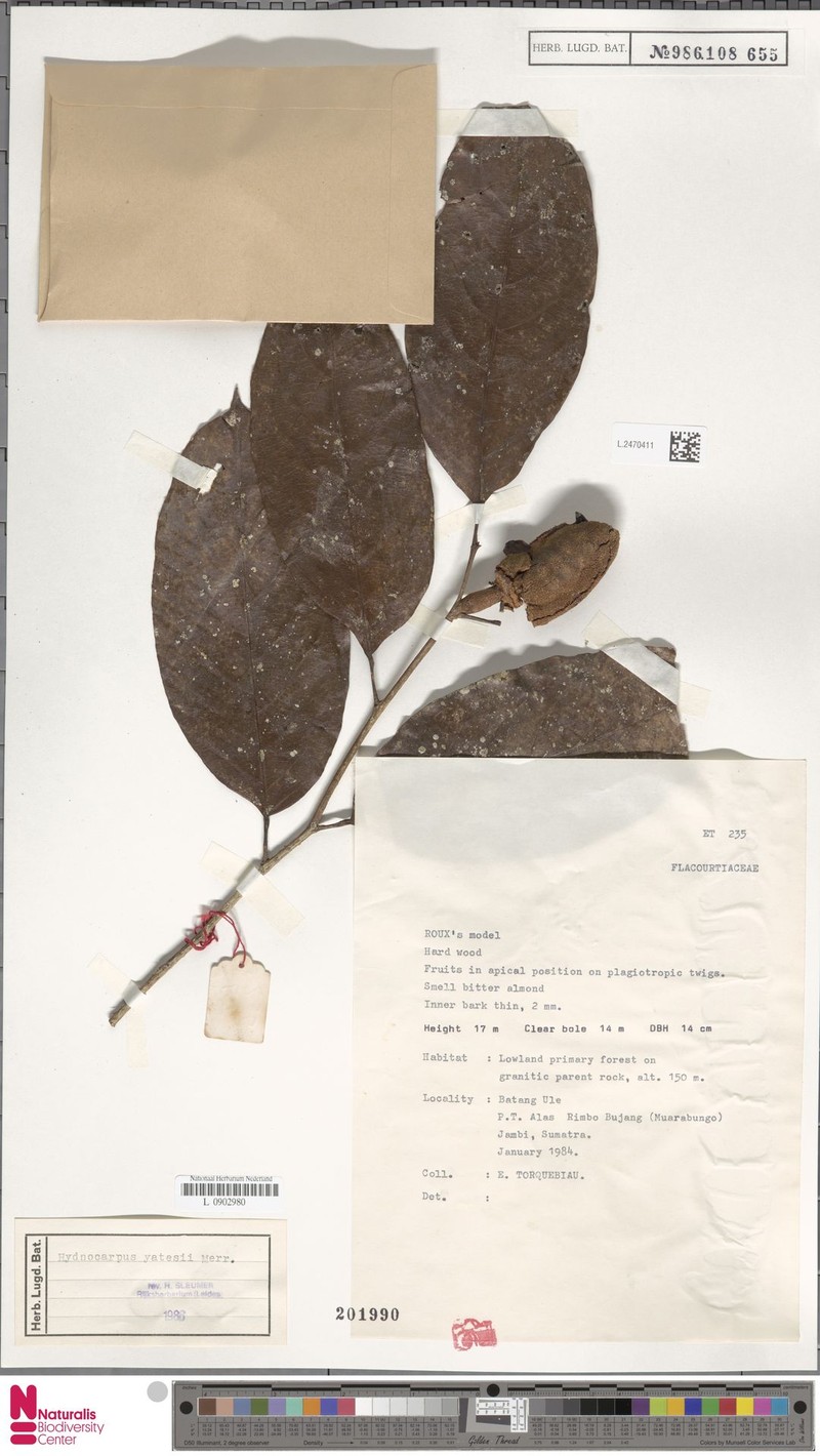 Hydnocarpus yatesii