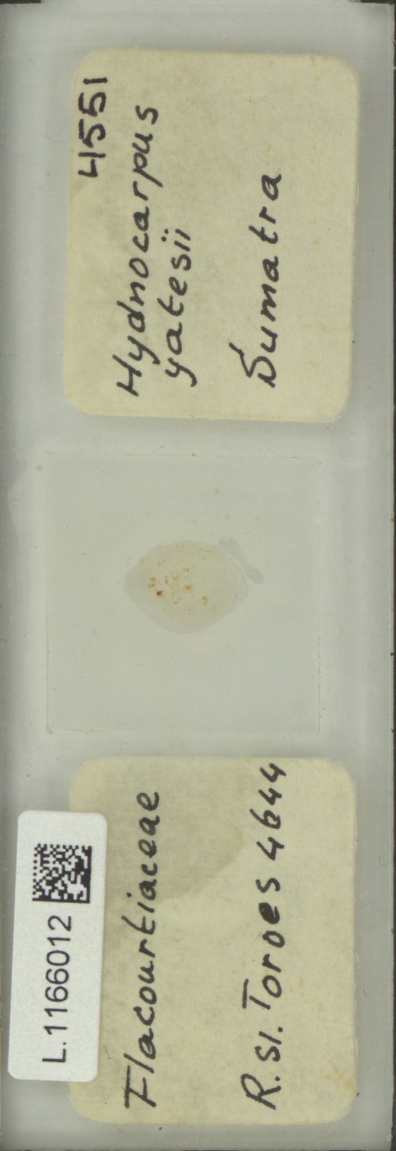 Hydnocarpus yatesii photo 2