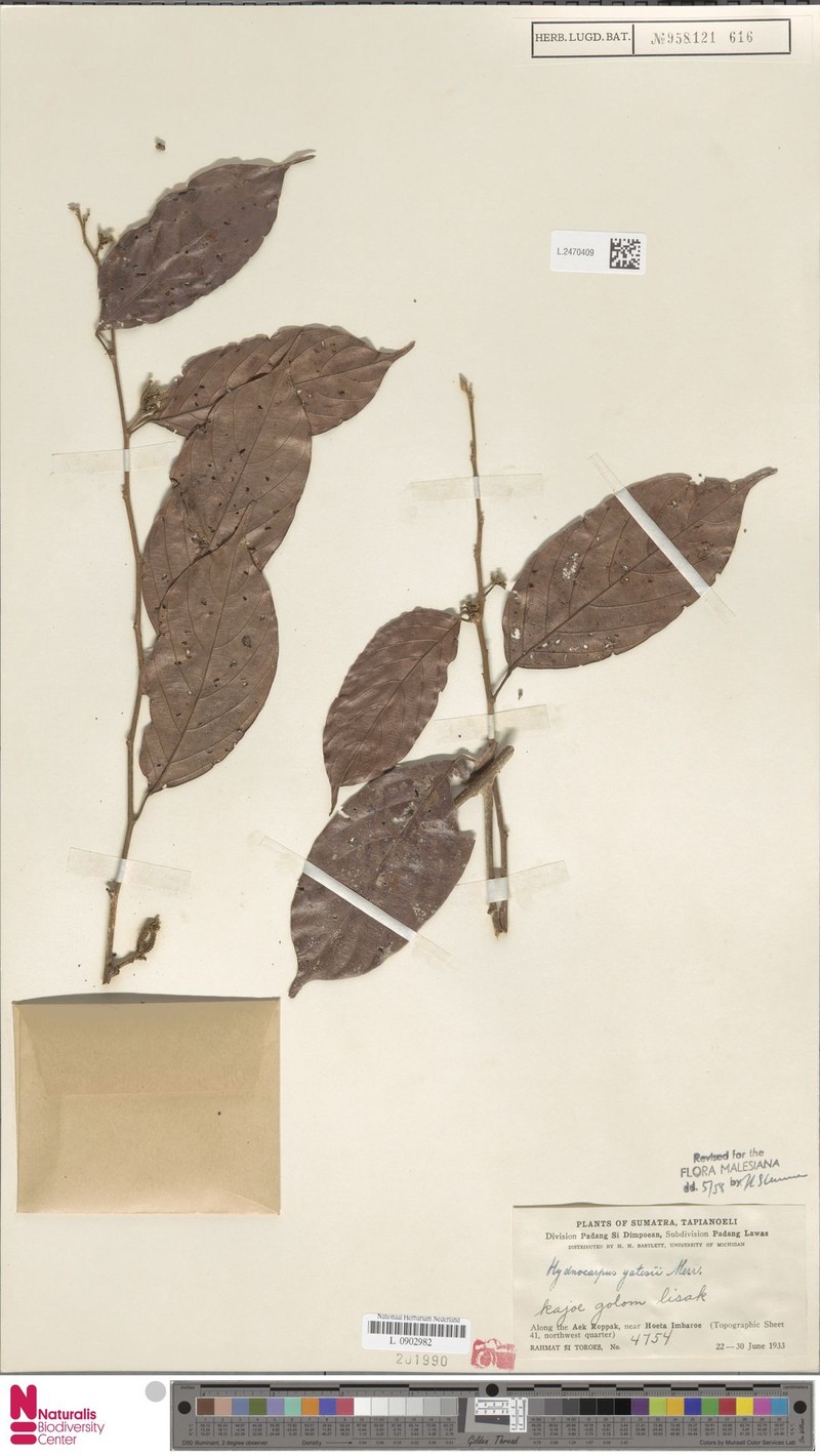 Hydnocarpus yatesii photo 3