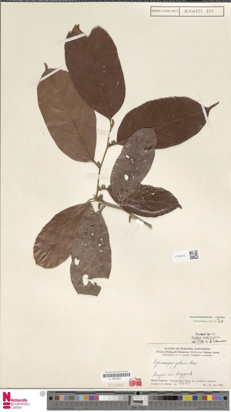 Hydnocarpus yatesii photo 4