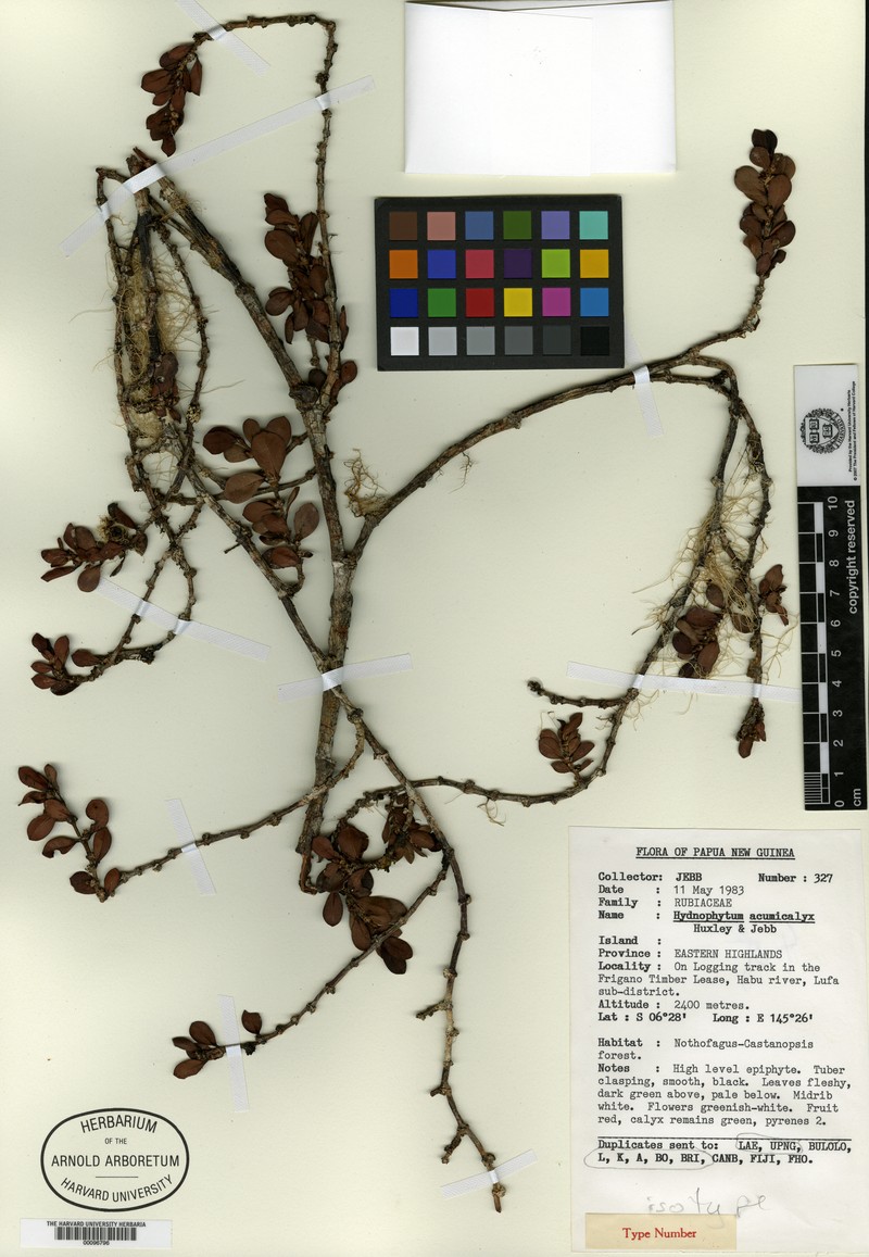 Hydnophytum acuminicalyx