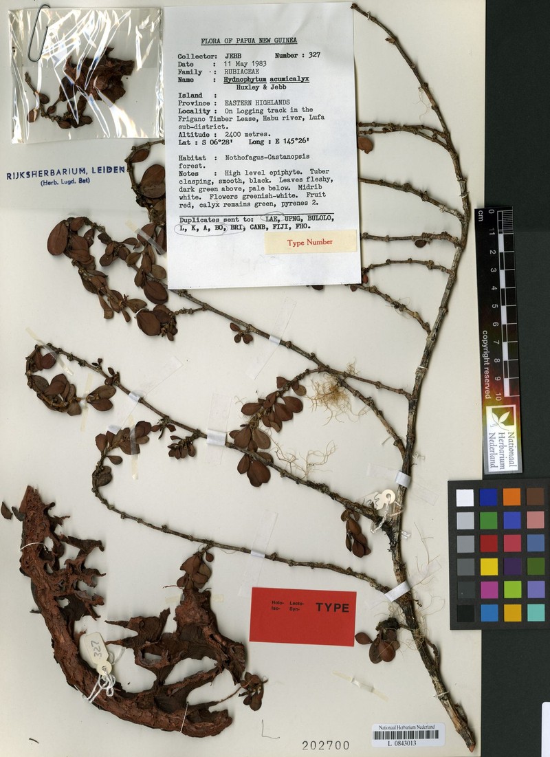Hydnophytum acuminicalyx photo 2