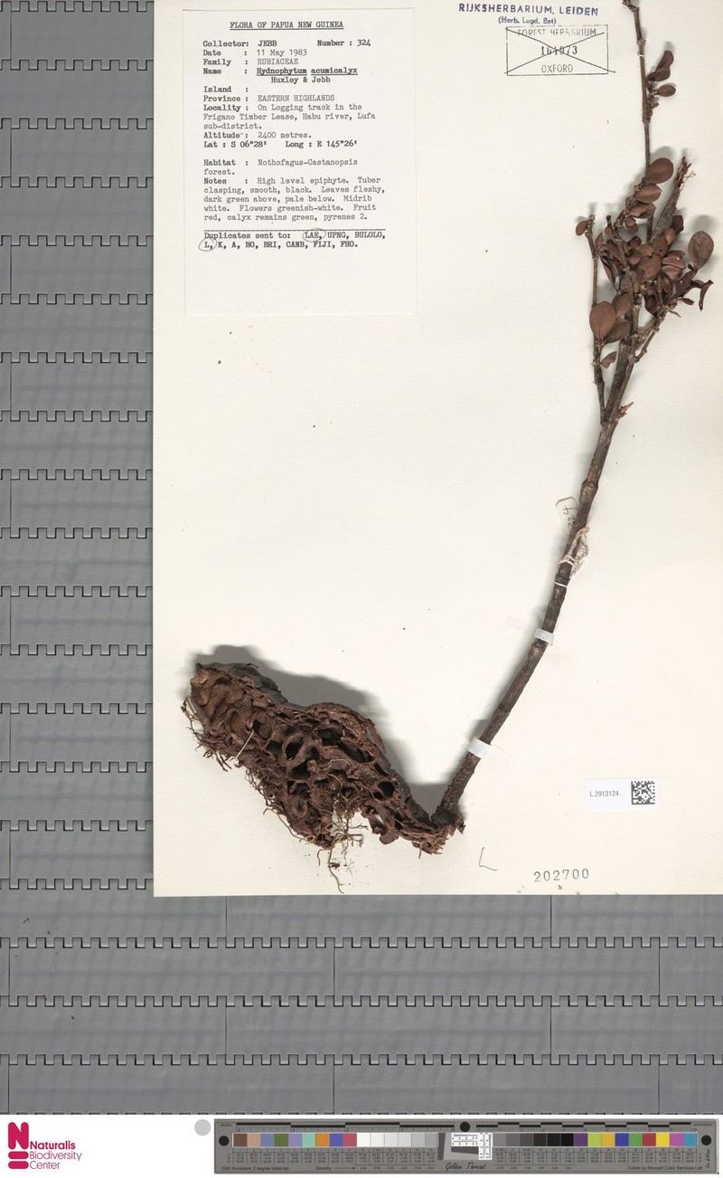 Hydnophytum acuminicalyx photo 3