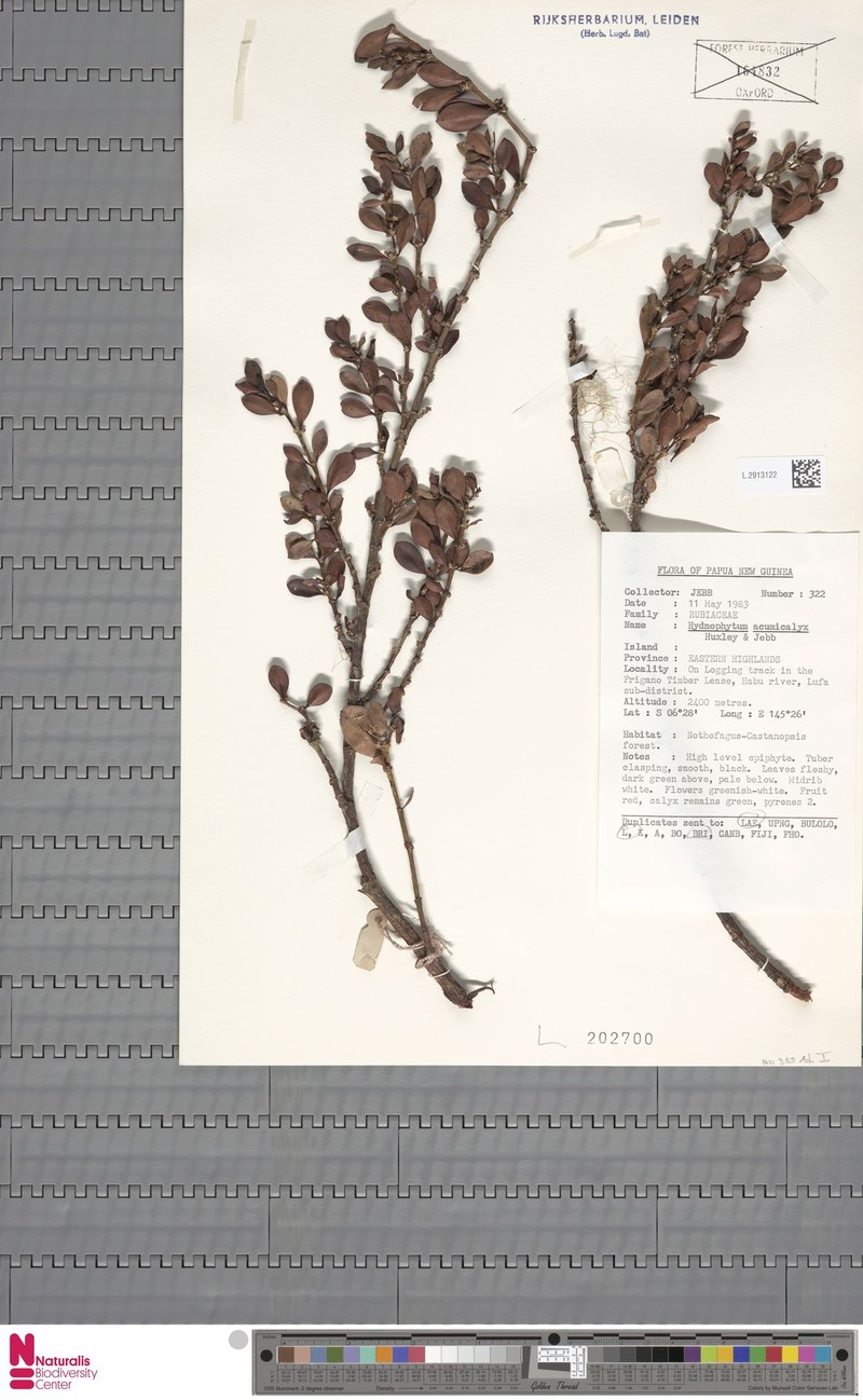 Hydnophytum acuminicalyx photo 4