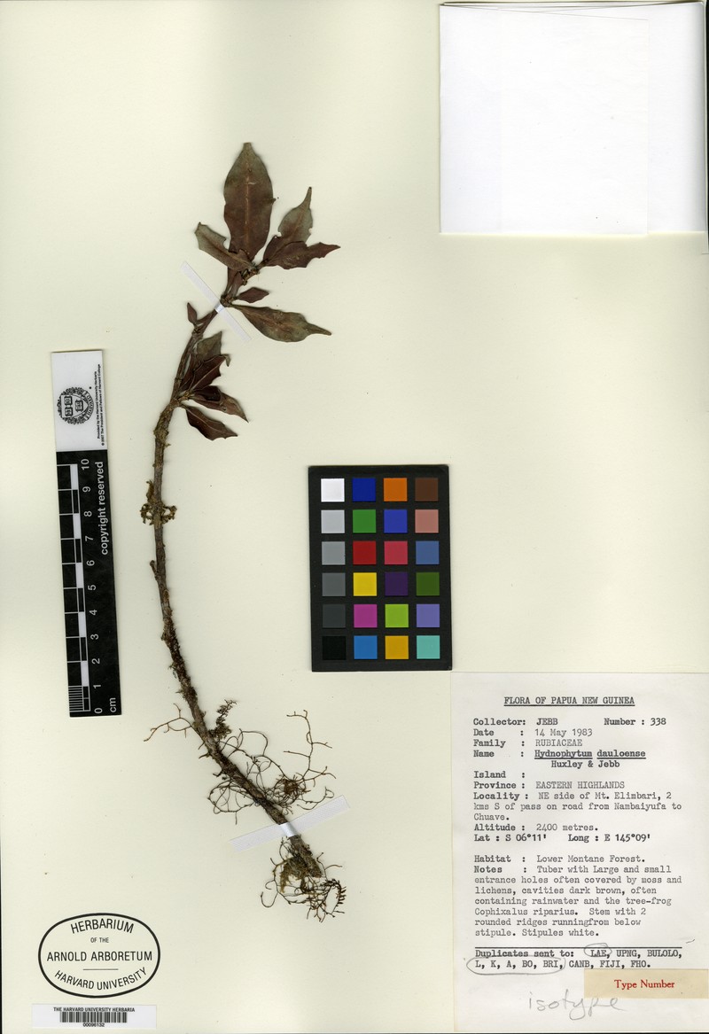 Hydnophytum dauloense