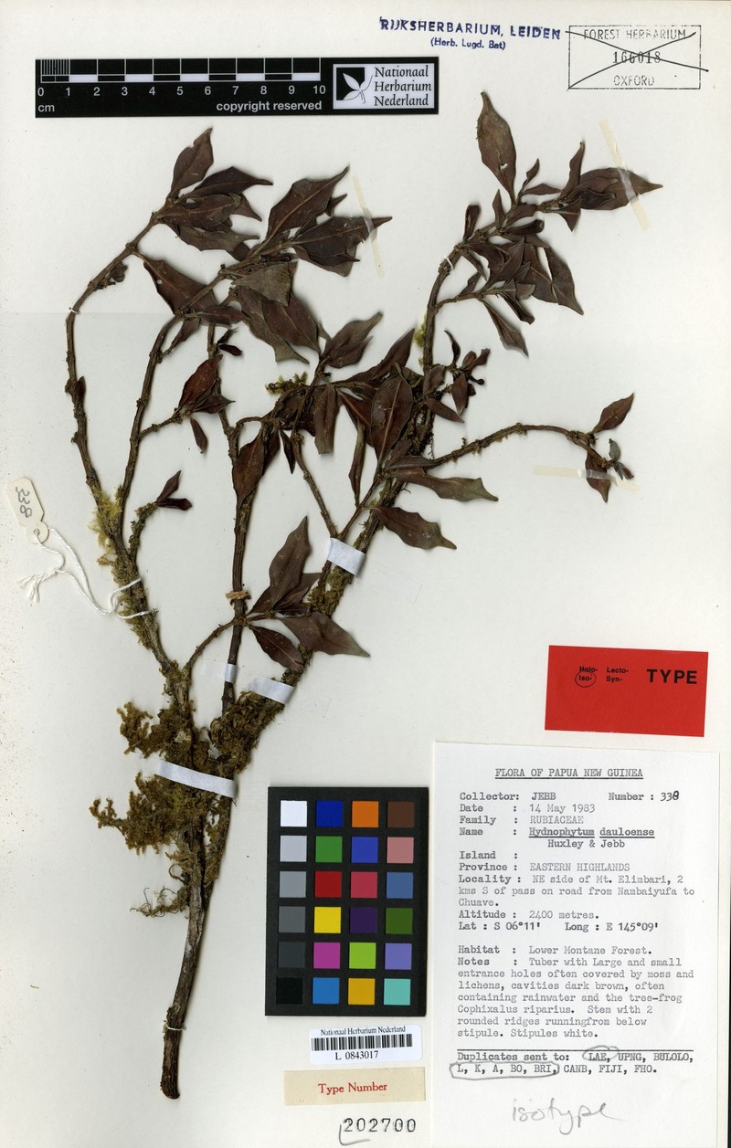 Hydnophytum dauloense photo 2