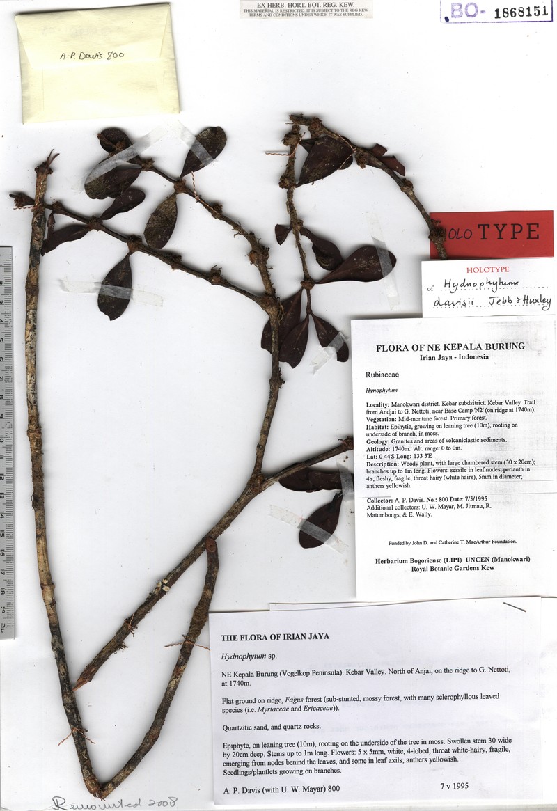 Hydnophytum davisii photo 2