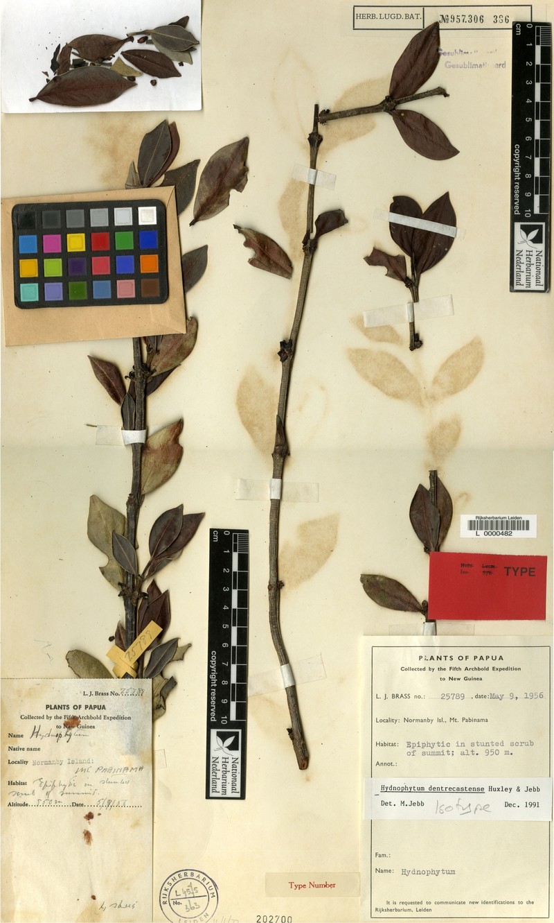 Hydnophytum dentrecastense