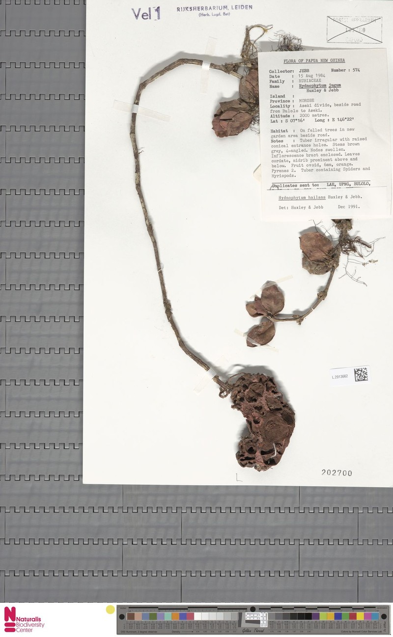 Hydnophytum hailans photo 3