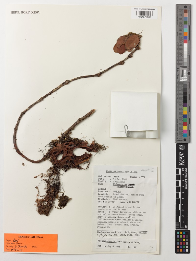 Hydnophytum hailans photo 4