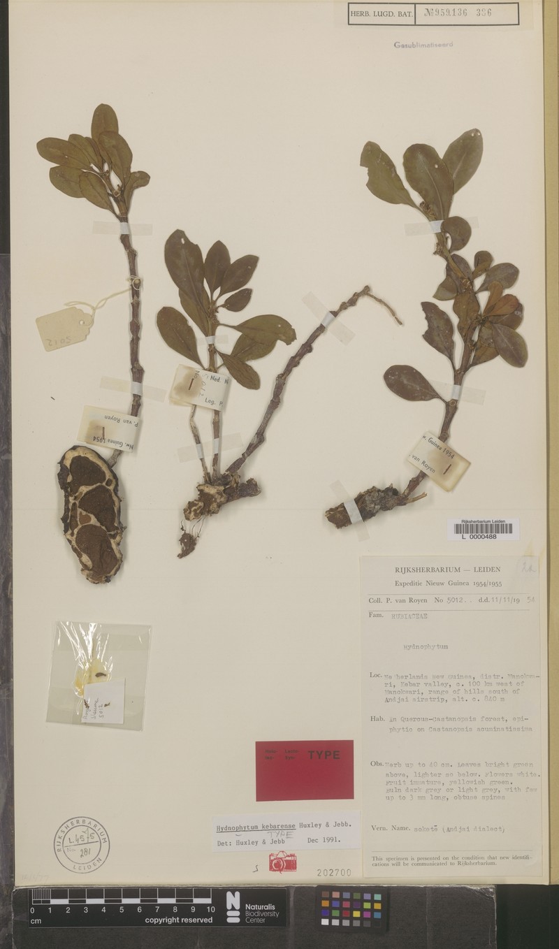 Hydnophytum kebarense