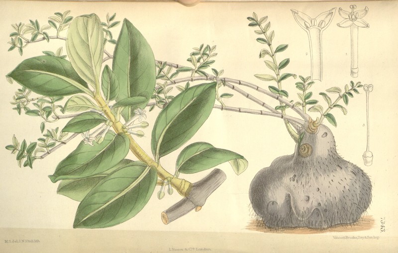 Longflowered Ant Plant