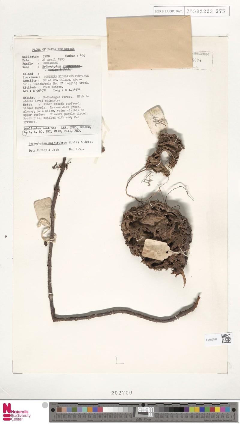 Hydnophytum magnirubrum