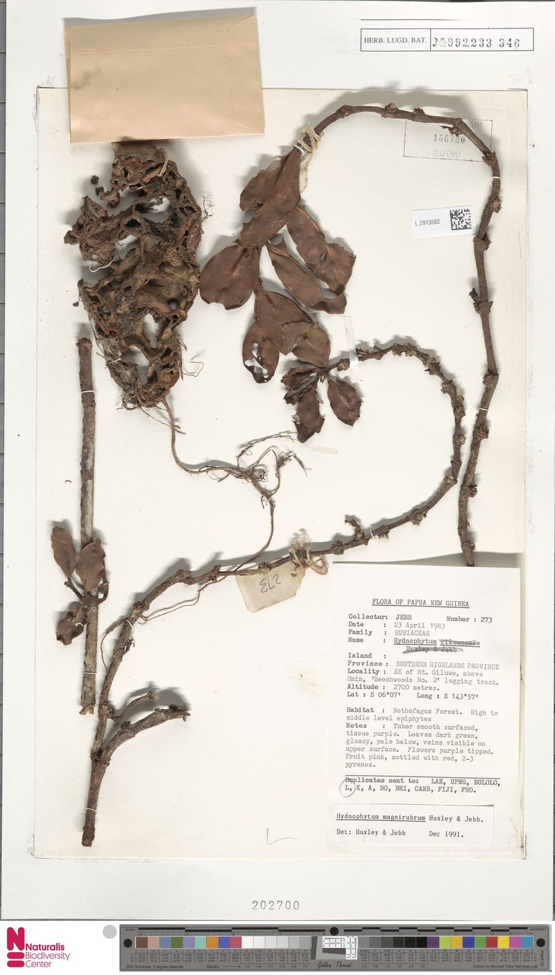 Hydnophytum magnirubrum photo 2