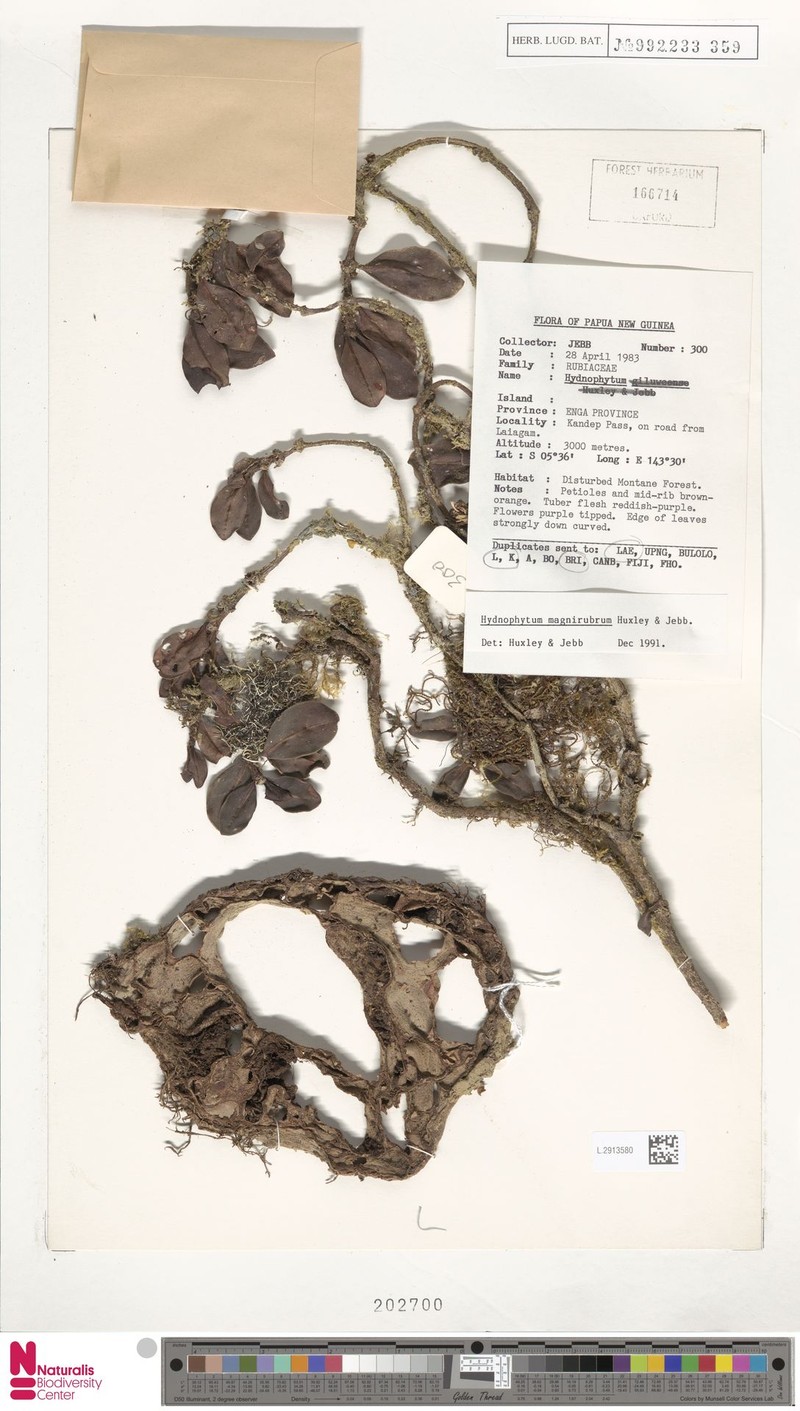 Hydnophytum magnirubrum photo 3