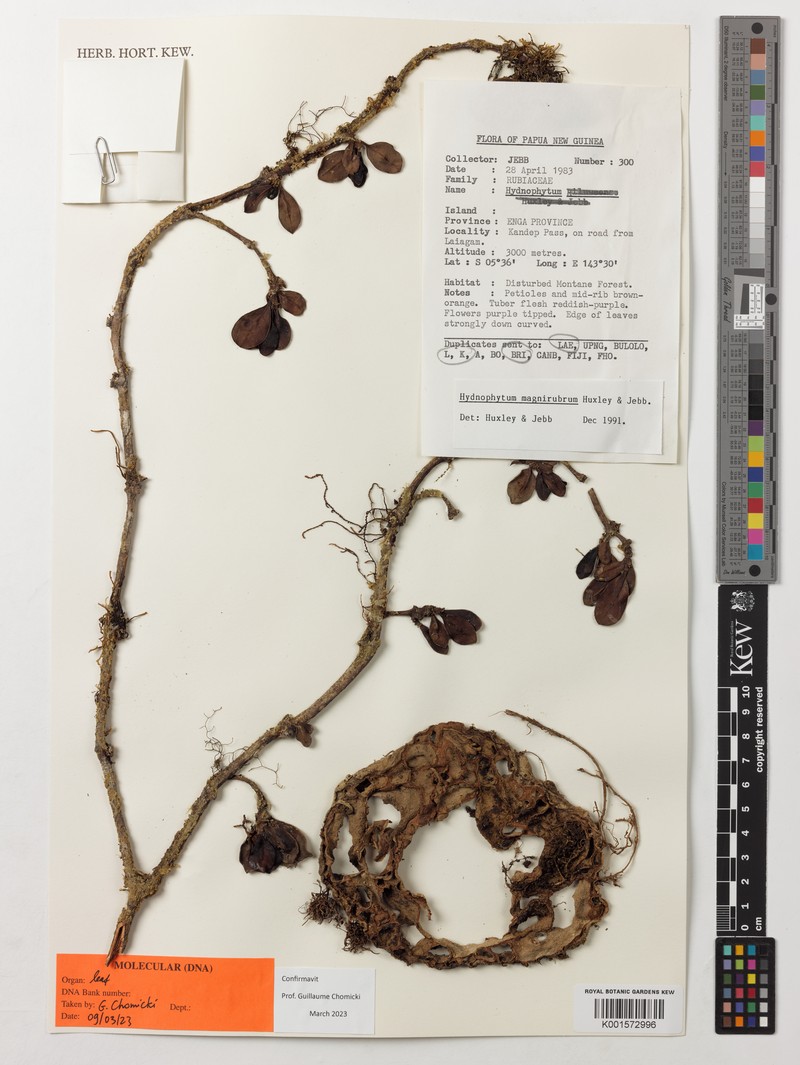 Hydnophytum magnirubrum photo 4