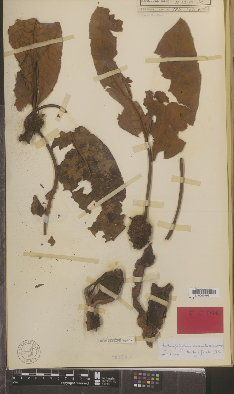 Hydnophytum mamberamoense
