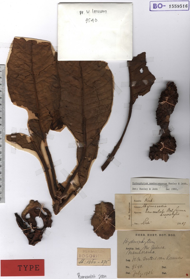 Hydnophytum mamberamoense photo 3