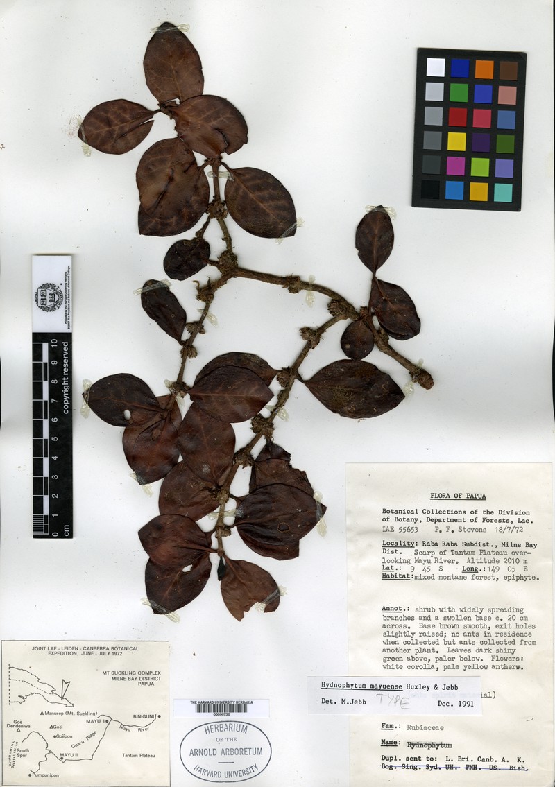 Hydnophytum mayuense