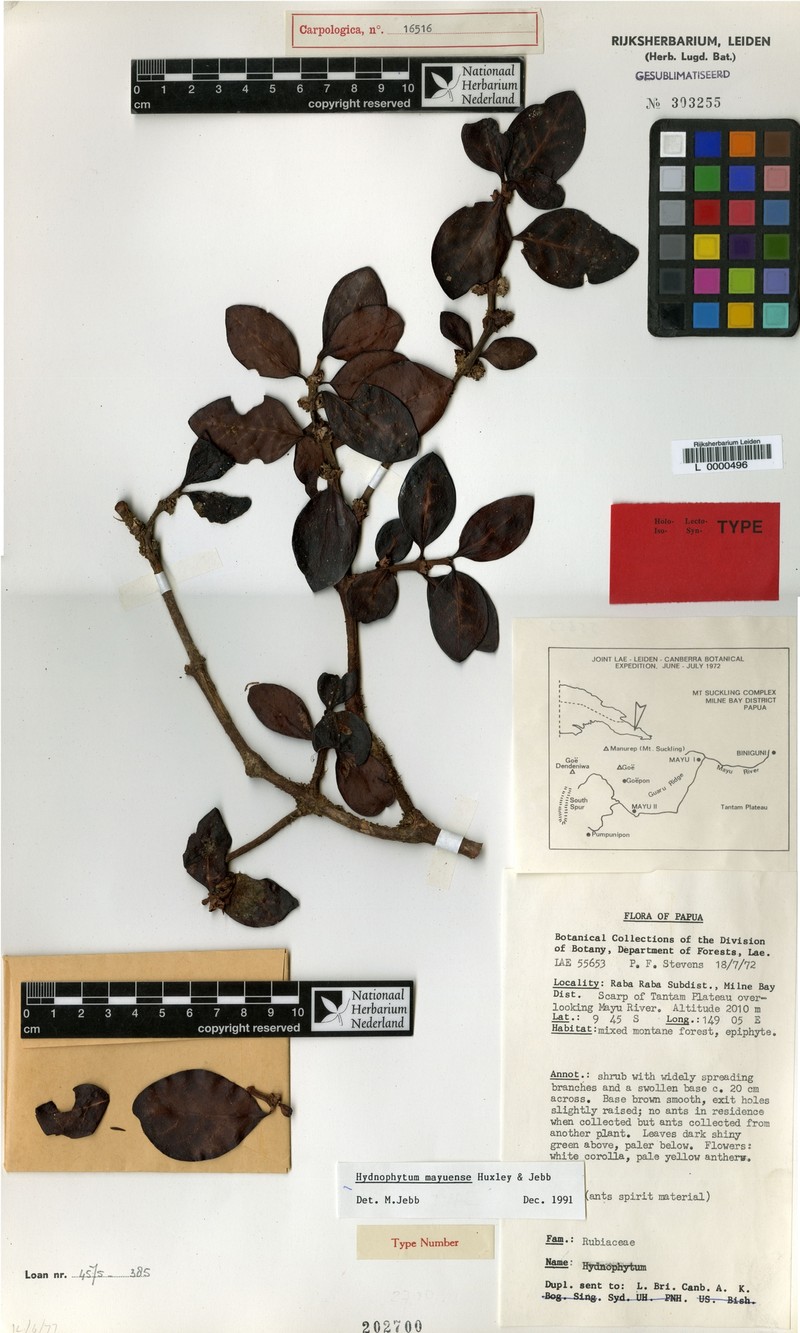 Hydnophytum mayuense photo 2