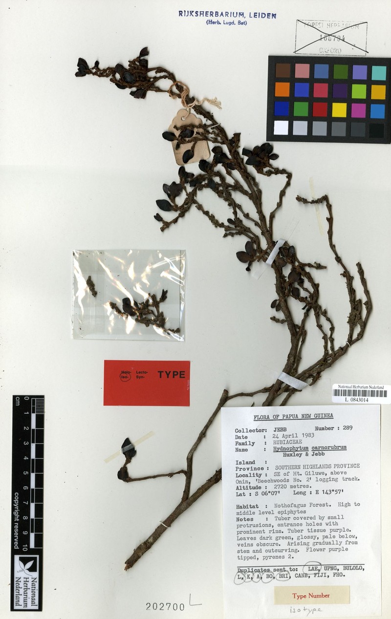 Hydnophytum minirubrum
