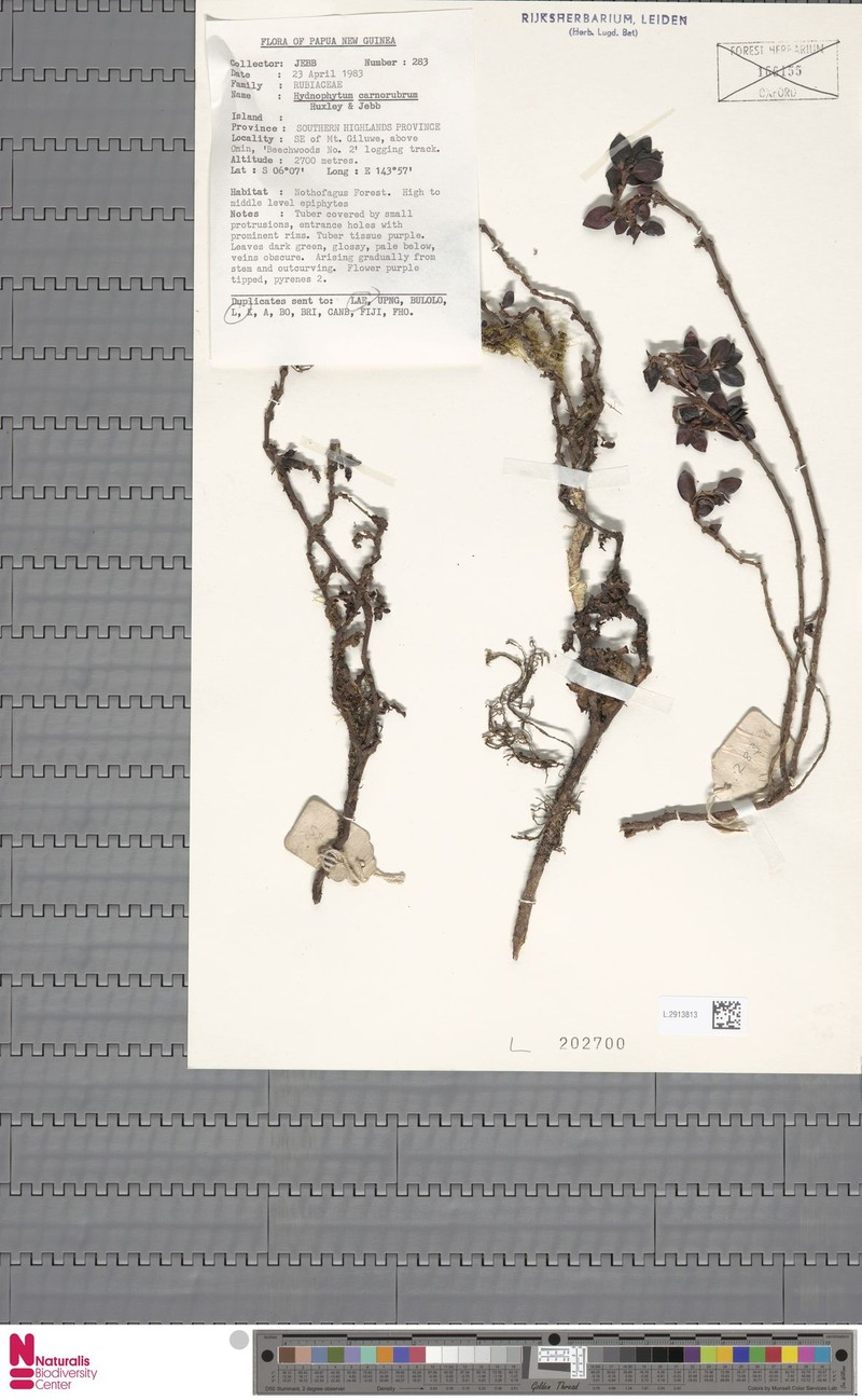 Hydnophytum minirubrum photo 2