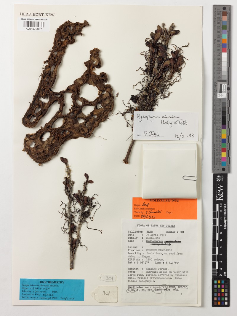 Hydnophytum minirubrum photo 4