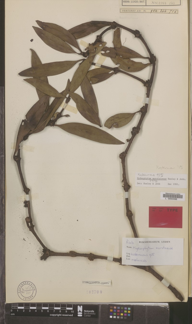 Hydnophytum morotaiense