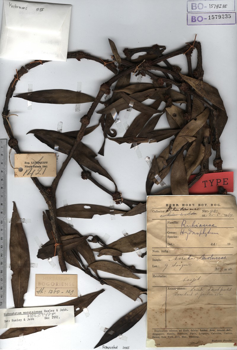 Hydnophytum morotaiense photo 3