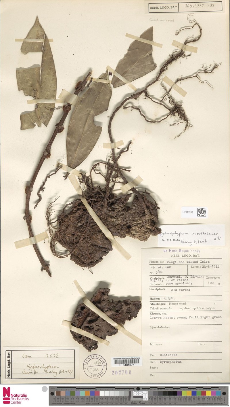 Hydnophytum morotaiense photo 4