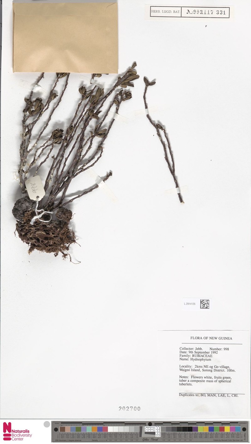 Hydnophytum multituberosum