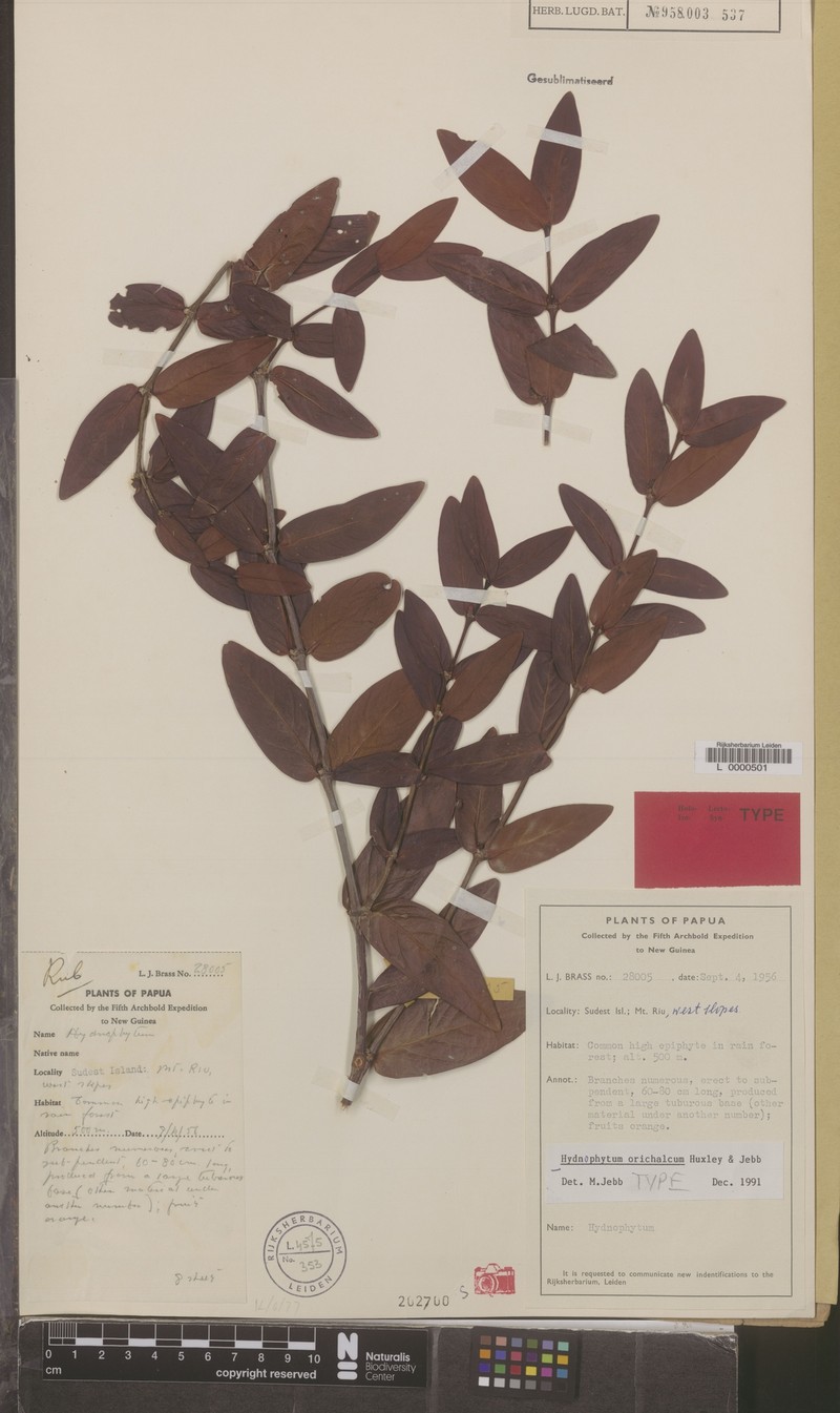 Hydnophytum orichalcum