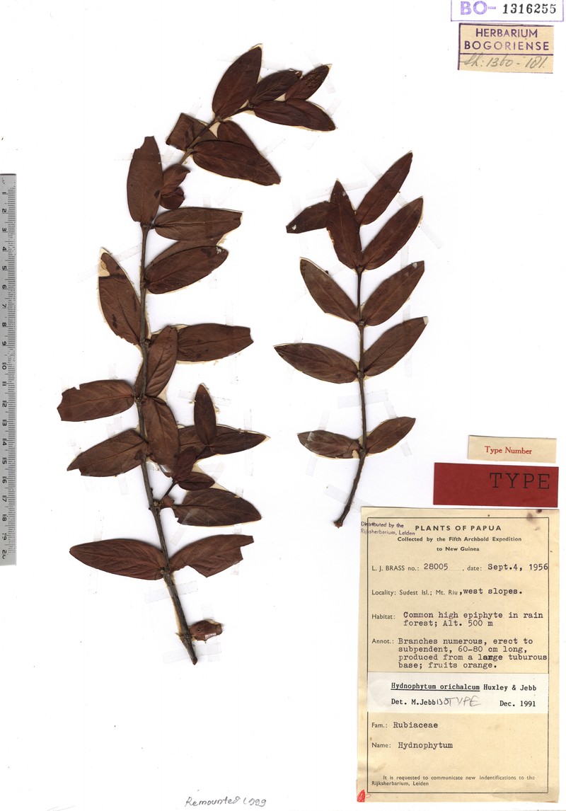 Hydnophytum orichalcum photo 2