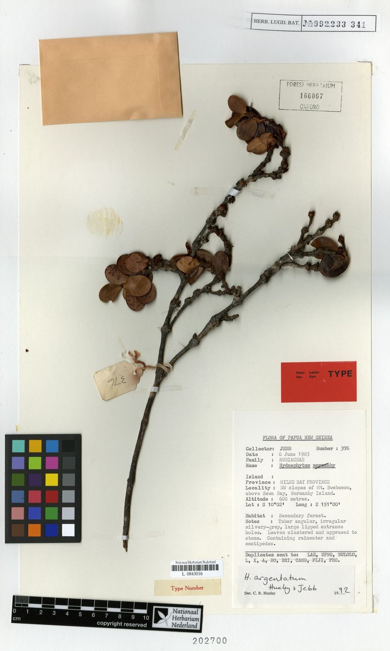 Hydnophytum petiolatum var. argentatum