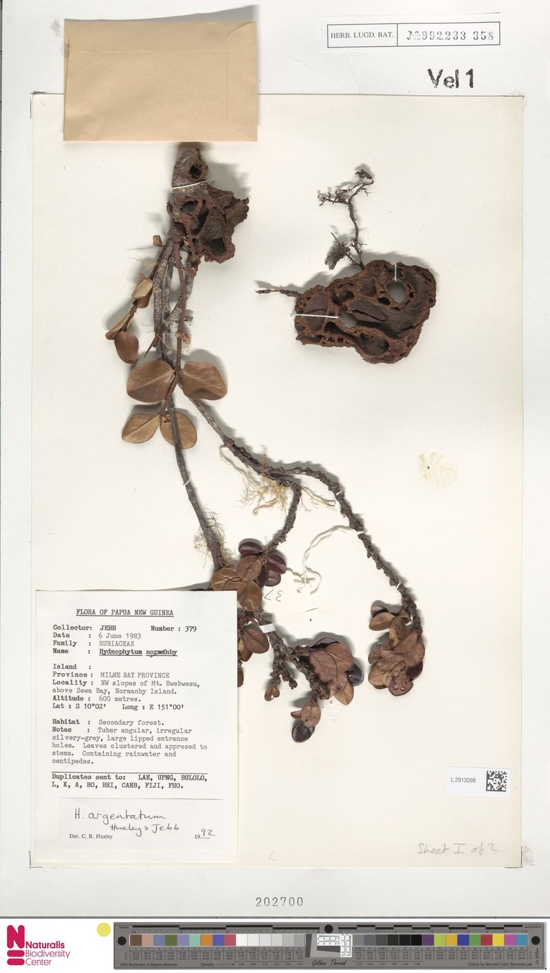Hydnophytum petiolatum var. argentatum photo 2
