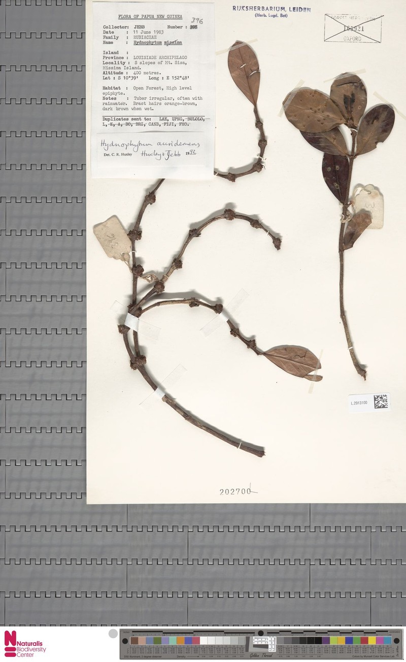 Hydnophytum petiolatum var. auridemens photo 2