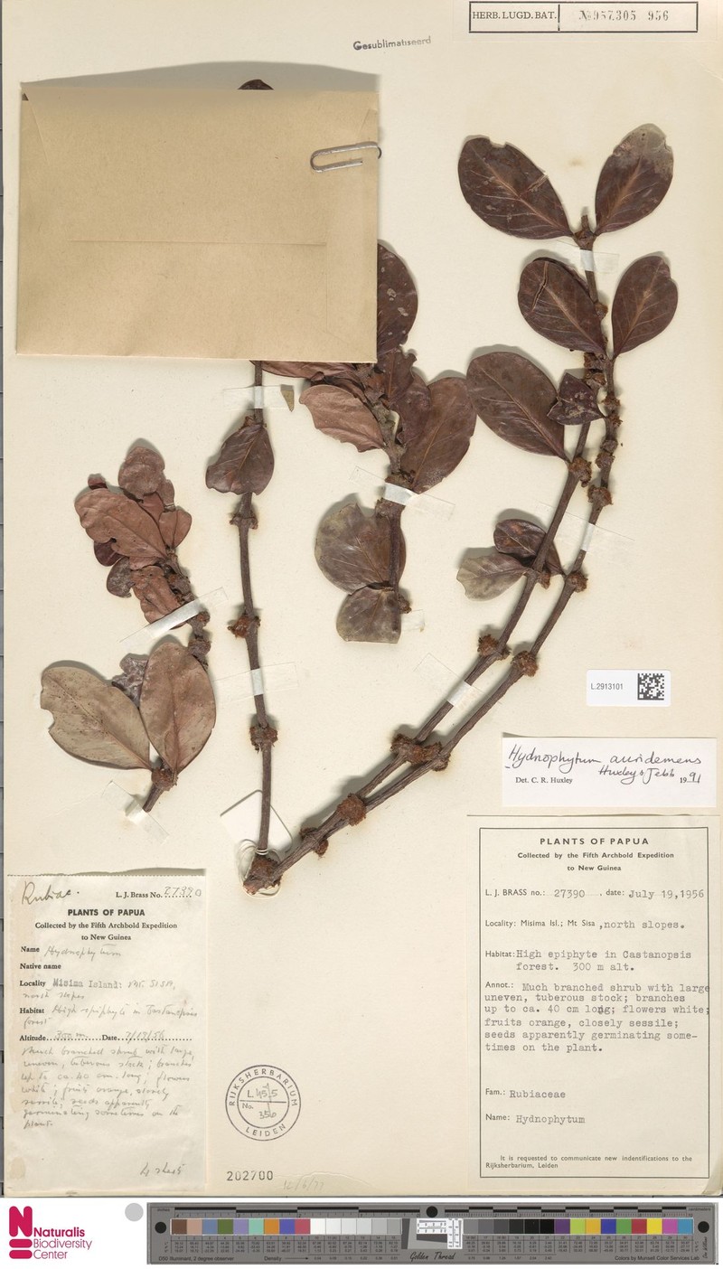Hydnophytum petiolatum var. auridemens photo 3