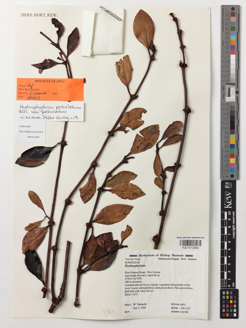 Hydnophytum petiolatum var. petiolatum