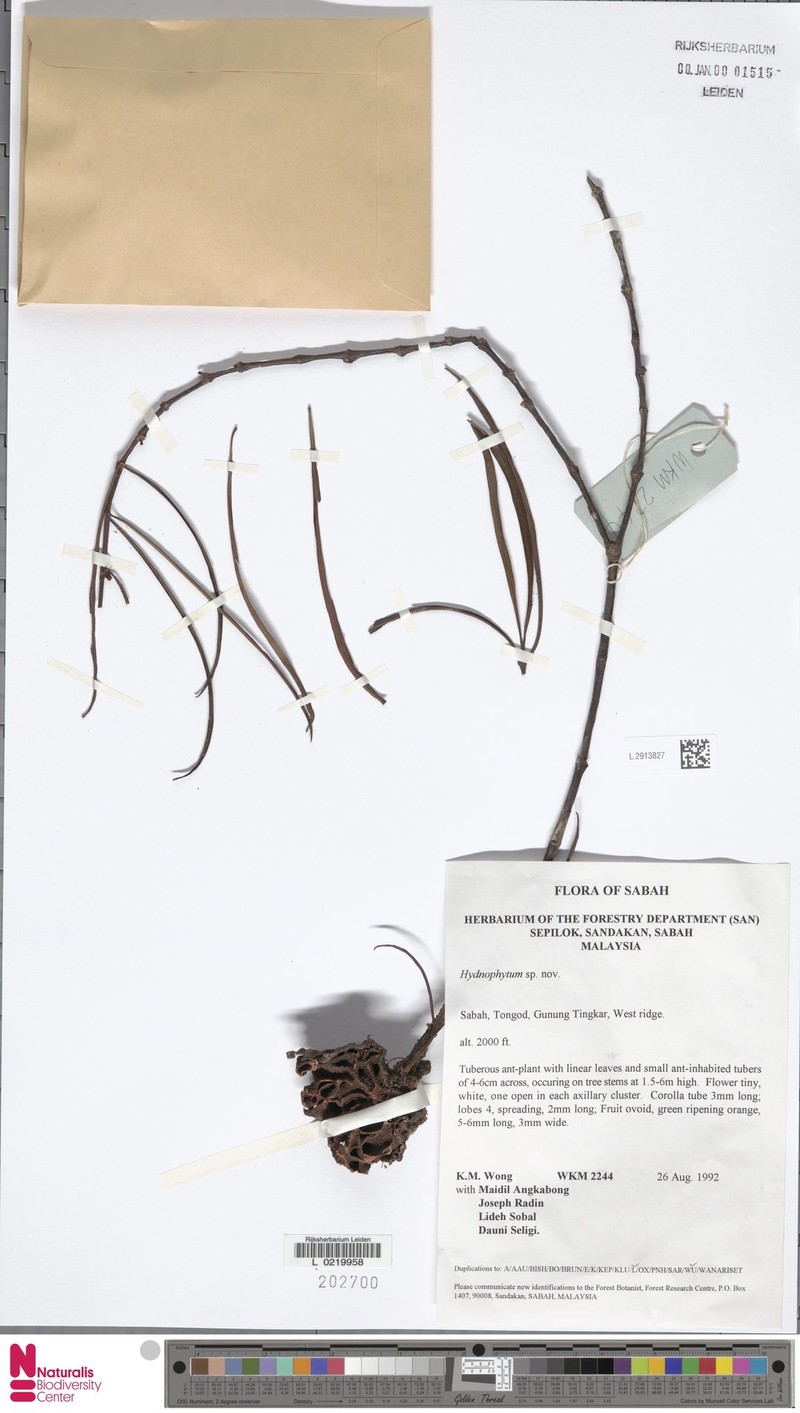 Hydnophytum puffii