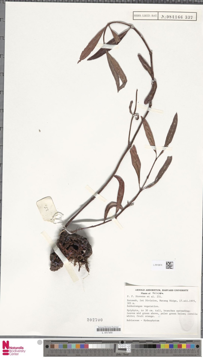 Hydnophytum puffii photo 2